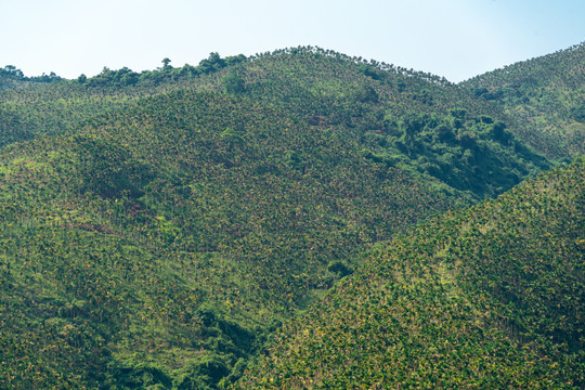 海南生态槟榔种植基地