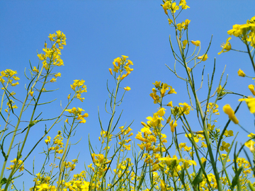 油菜花