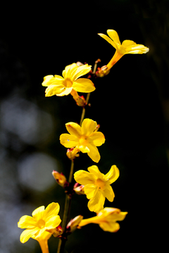 迎春花