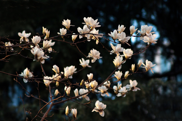 玉兰花