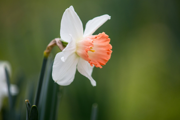 水仙花