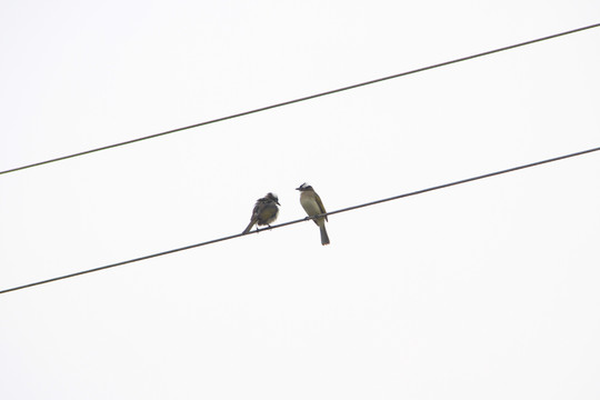 立在电线上的鸟