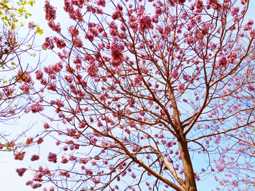 仰拍泡桐花