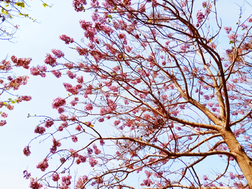 仰拍泡桐花