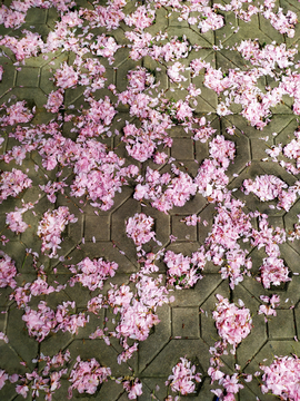 樱花遍地