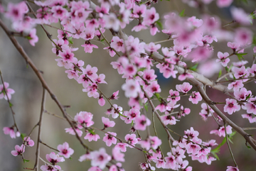 桃花枝