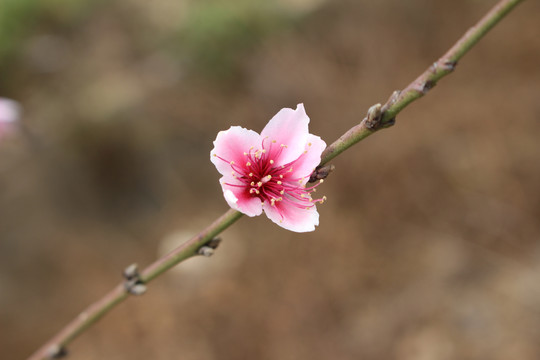 桃花