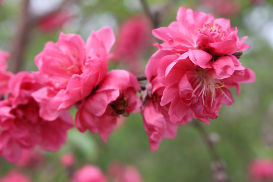 鹰嘴桃桃花