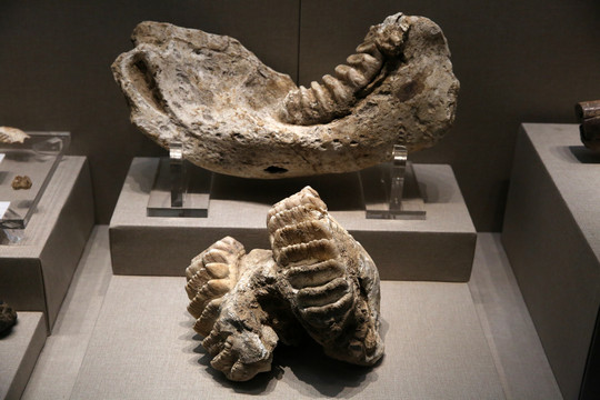 剑齿象化石
