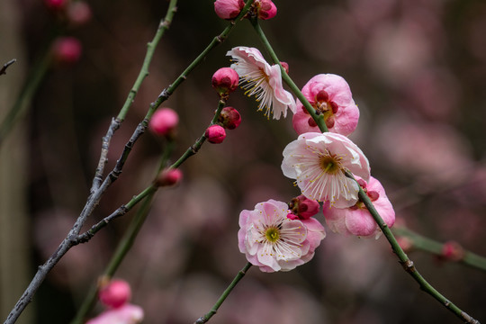 梅花