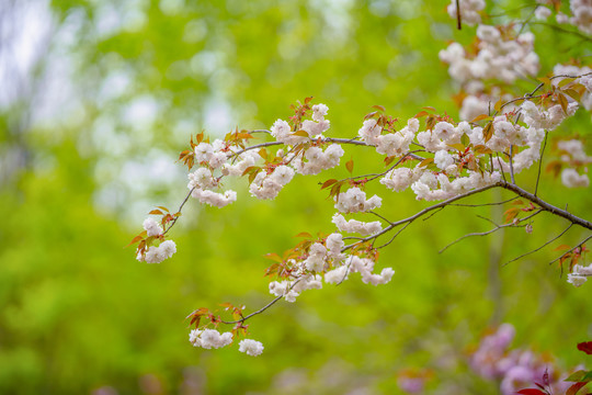 樱花