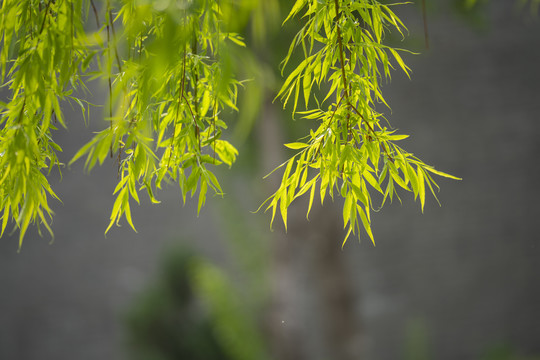 垂柳绿叶