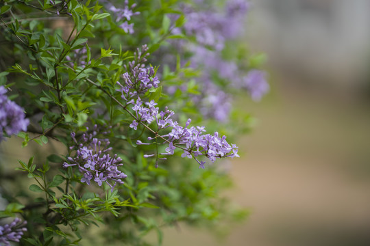 丁香花