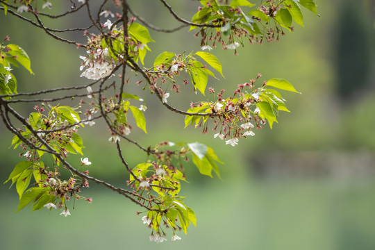 樱花残花
