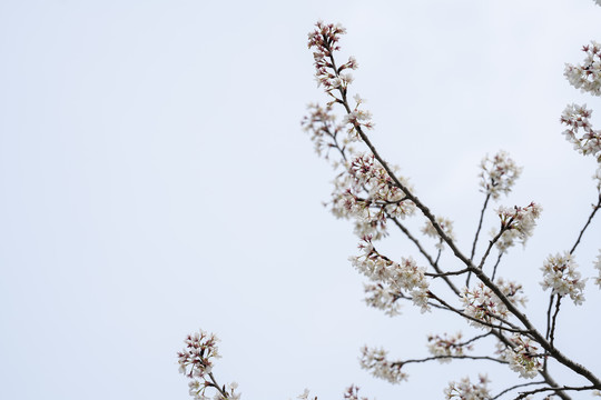 樱花树枝