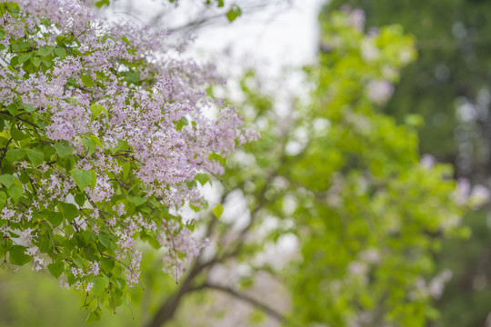 丁香花