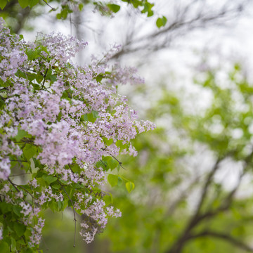 丁香花