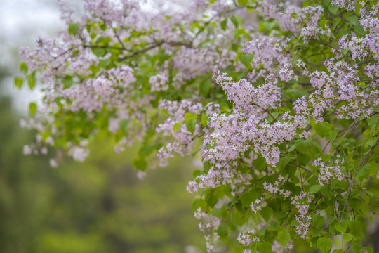 丁香花