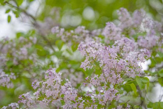 丁香花