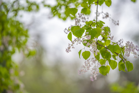 丁香花