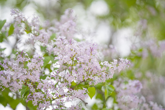 丁香花