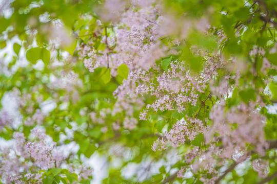 丁香花