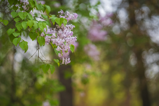 丁香花