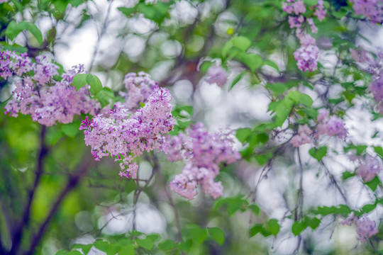 丁香花