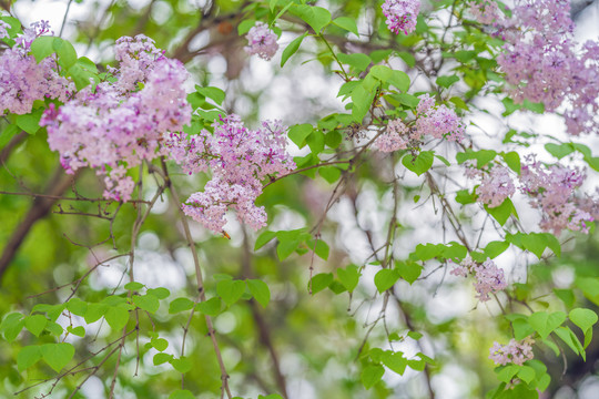 丁香花