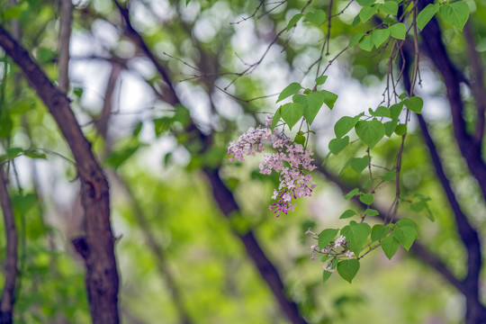 丁香花
