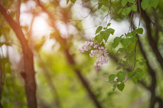 丁香花