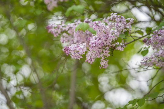 丁香花