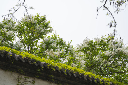 丁香花