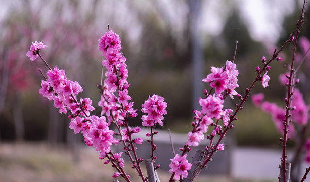 桃花