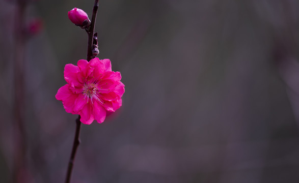 梅花