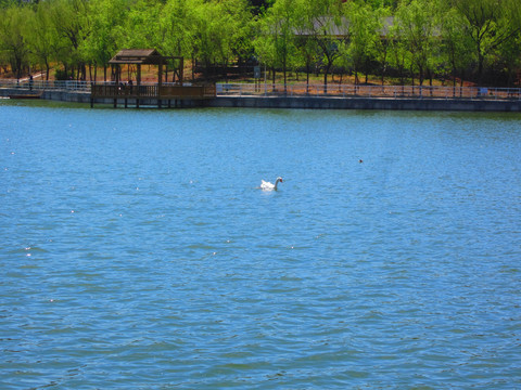 湖中一只鹅