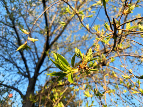 树芽