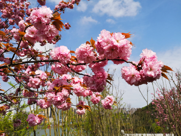 樱花