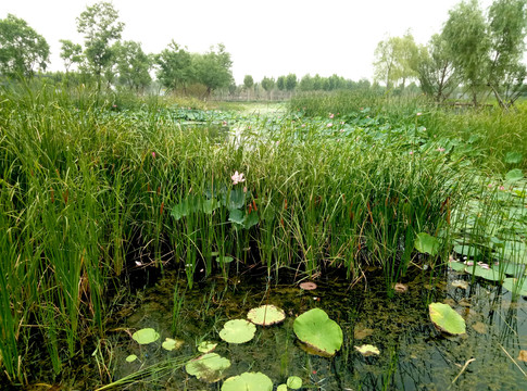 龙湖湿地公园