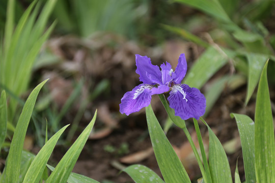 高清鸢尾花