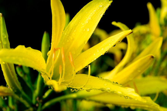 露珠黄花菜和蜜蜂