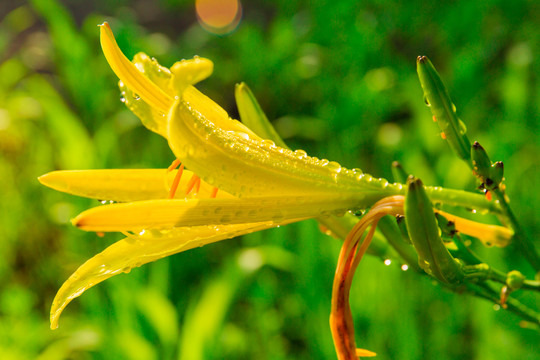 露珠黄花菜和蜜蜂