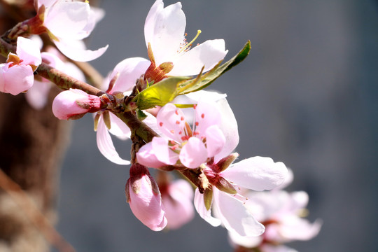桃花