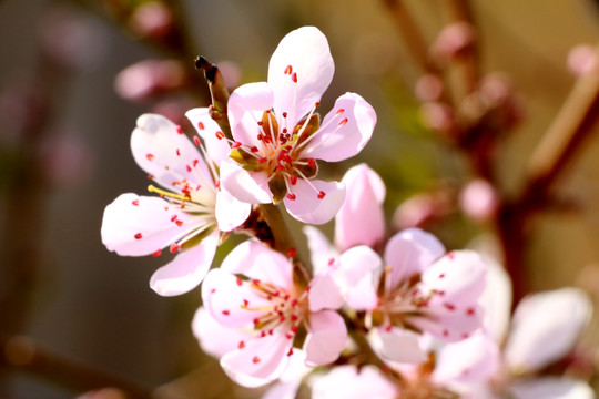 桃花