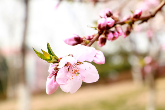 桃花
