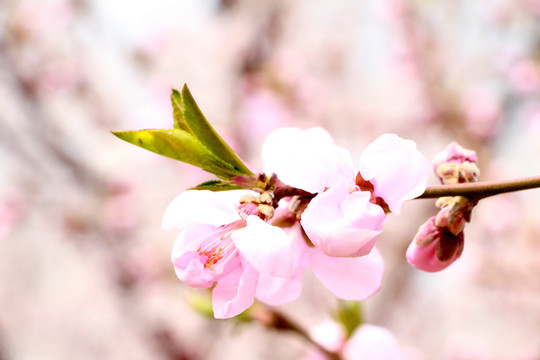 桃花