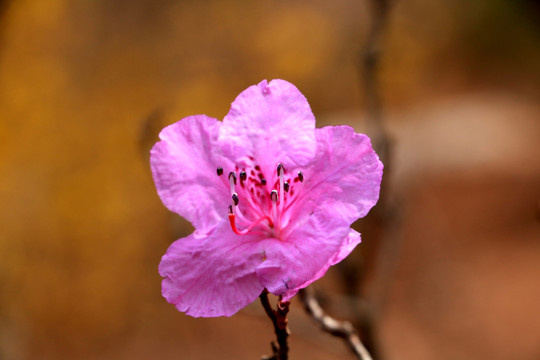 杜鹃花