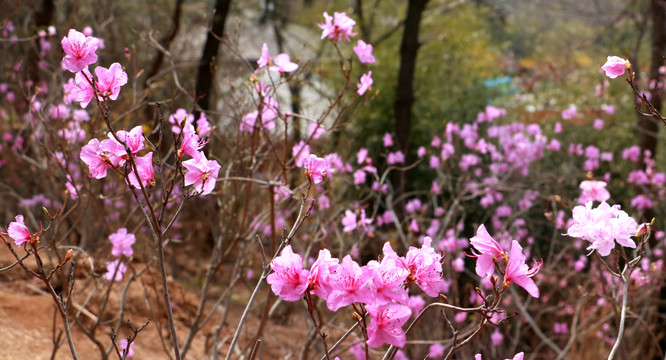 杜鹃花