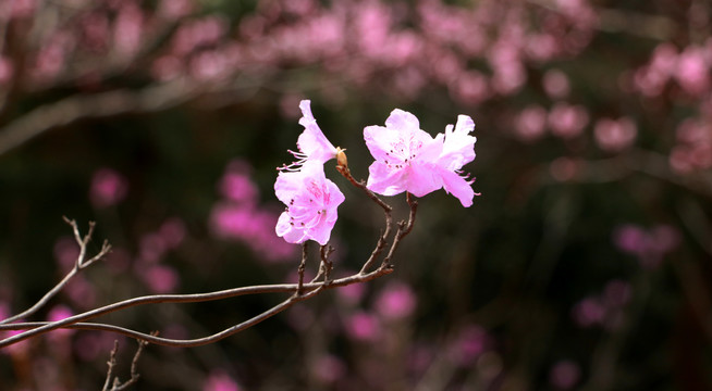 杜鹃花