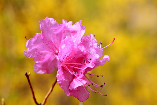 杜鹃花